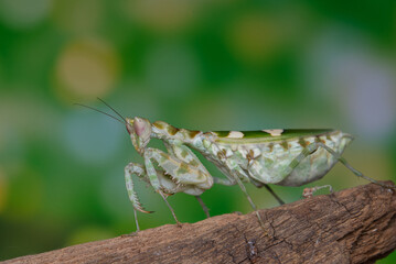 Green praying mantis on dead branches / Mantis religiosa