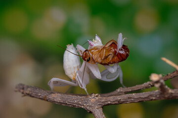 Mantis from family Sphondromantis (probably Spondromantis viridis). Common names include African mantis, giant African mantis or.Pink orchid mantis camouflaged on flowers habitat.