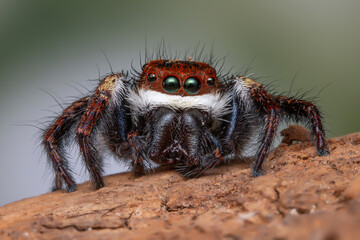 Macro photo ,Jumping spider on a green leaf
