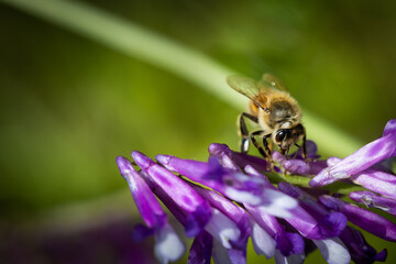 Bee on a purple flower collecting pollen and nectar for the hive