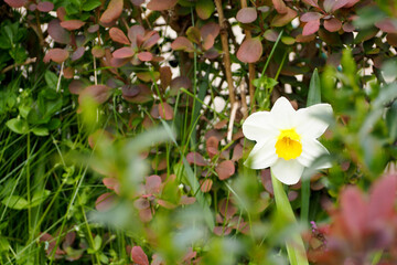 white daffodil flower growing in the garden among green foliage front view