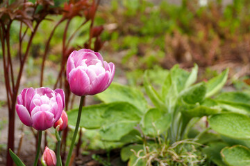 close left two bright pink with white edges large buds of Arabian mystery tulips grow in the garden...