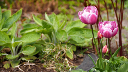 on the right are two bright pink with white edges large buds of Arabian mystery tulips growing in the garden among the greenery side view. bright spring flowers