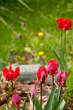 red tulip buds rococo parrot varieties grow in the garden among the greenery. side view