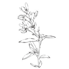 Hand drawn line drawing of wild spring flowers. Isolated abstract botanical elements on white background. Vector artwork. Coloring and textile print