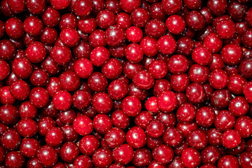 Background of ripe organic sour cherries in the sun