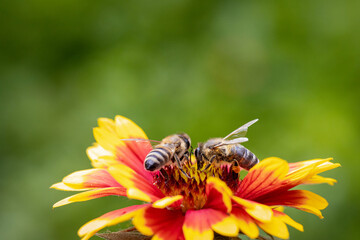 Bee on a orange flower collecting pollen and nectar for the hive