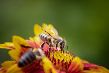 Bee on a orange flower collecting pollen and nectar for the hive