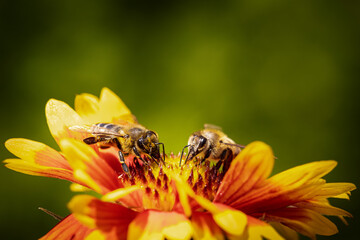 Bee on a orange flower collecting pollen and nectar for the hive