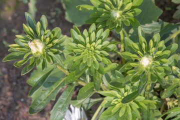 A bush with the buds of an unopened dahlia flower. Top view
