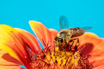 Bee on a orange flower collecting pollen and nectar for the hive blue background