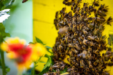 Bees entering the hive after gathering pollen and nectar from flowers