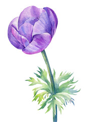 Delicate bud flower. Hand painted blue anemone isolated on white background. Watercolor illustration.