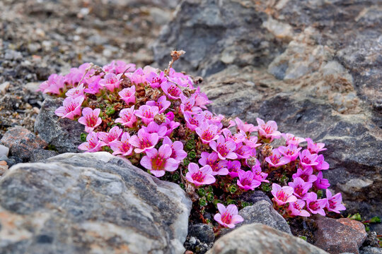 Purplesaxifrage, Saxifraga oppositifolia, Petuniabukta, Billefjord, Arctic, Spitsbergen, Svalbard, Norway, Europe