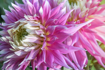 Close-up of a large pink dahlia flower