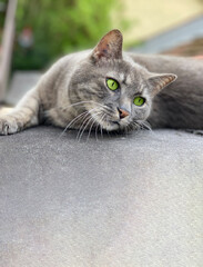 Graue Katze liegt auf Dach und blickt auf die Seite, Portrait