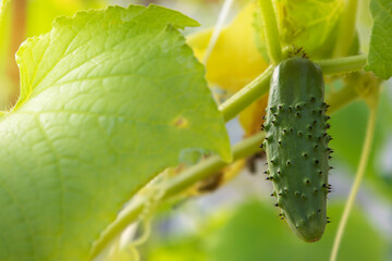 A green cucumber in the garden next to a leaf. Close-up