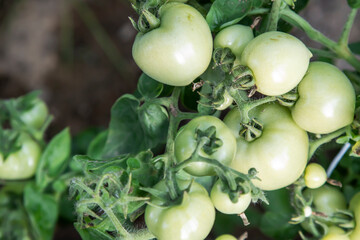 Unripe green tomatoes close-up in the garden