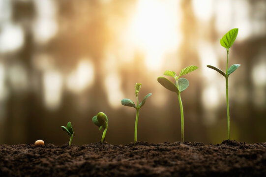 soybean growth in farm with green leaf background. agriculture plant seeding growing step concept