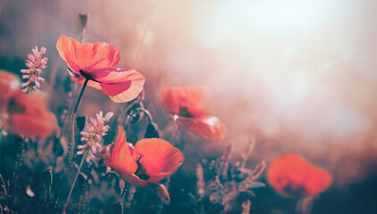 Beautiful flowers of poppies in evening light in nature, close-up. Natural spring summer landscape...
