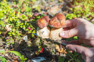 A woman cuts two small mushrooms with a knife in the forest