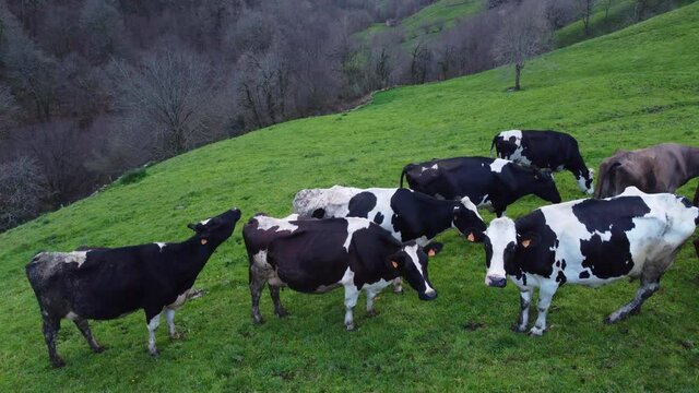 Cows in the surroundings of the Molino de Bustantegua, Selaya, Valles Pasiegos, Cantabria, Spain, Europe