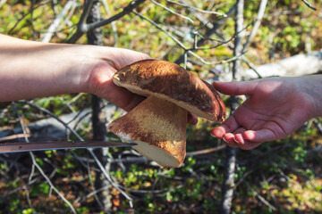 A woman passes a large mushroom to a child. Close-up