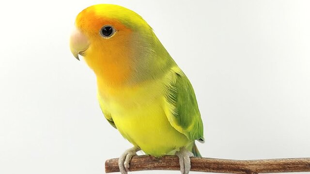 lovebird on branch isolated white background