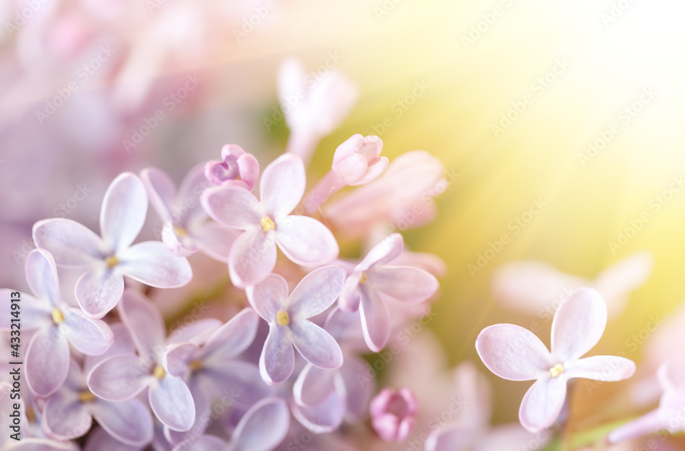 Wall mural Close-up image of lilac flowers in springtime