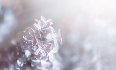 Fototapeta na wymiar Close-up image of lilac flowers in springtime