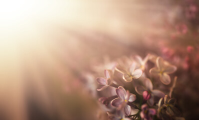 Close-up image of lilac flowers in springtime