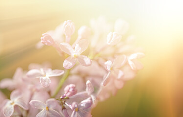 Close-up image of lilac flowers in springtime