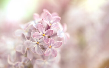 Naklejka na ściany i meble Close-up image of lilac flowers in springtime