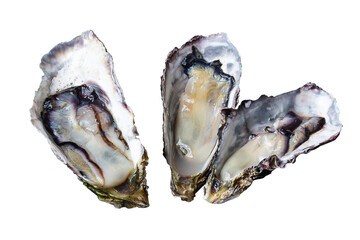 3 fresh oysters isolated white background.