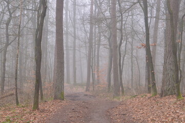 a footpath on a foggy day in winter in Kruisbergse Bossen in The Achterhoek 