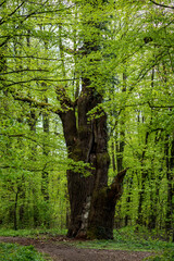ogromne stare drzewo z naprawianym pniem w lesie - obrazy, fototapety, plakaty