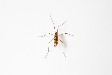 A large mosquito on a white background. Close-up