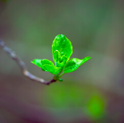 Young Sprouts of Forest Plants. Spring State of Nature. Minimalistic Natural Background.