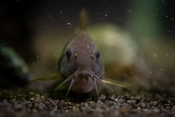 ryba akwariowa kirysek w wodzie