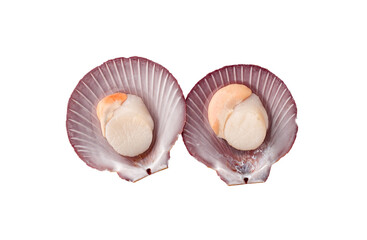 Top view of 2 raw scallops isolated on a white background, close up of fresh scallops peeled.