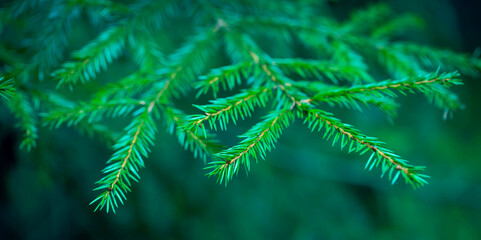 Young Green Spruce Branch. Minimalistic Natural Background.