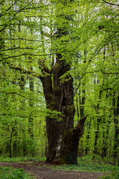 ogromne stare drzewo z naprawianym pniem w lesie