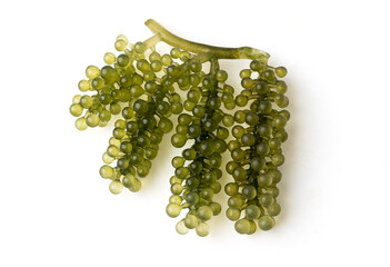 sea grapes or green caviar isolated on a white background, it is an edible aquatic plant, has a small round and green, slightly salty taste, originating in Japan. (seaweed, kelp, algae)