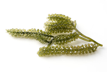 sea grapes or green caviar isolated on a white background, it is an edible aquatic plant, has a small round and green, slightly salty taste, originating in Japan. (seaweed, kelp, algae)