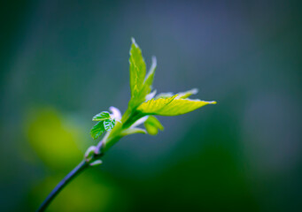 Young Sprouts of Forest Plants. Spring State of Nature. Minimalistic Natural Background.