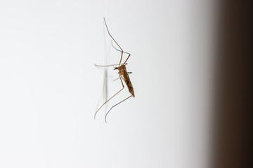 A large mosquito on a white background. Side view
