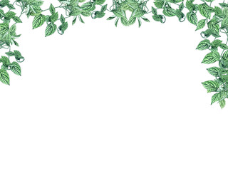Obraz premium Houseplant leaves of devil's ivy or golden pothos, bush with hanging branches isolated on white background,. Watecolor Floral border