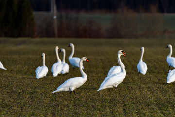 Obraz premium Flock of swans at spring
