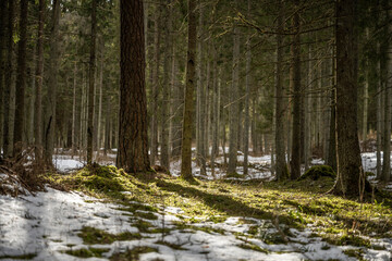 Beautiful winter forest with some snow on moss
