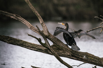 Cormorant drying his wings on a lake in a local forest in Germany.